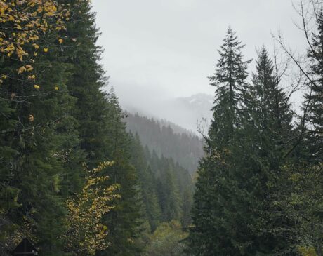 a winding road surrounded by trees in the mountains