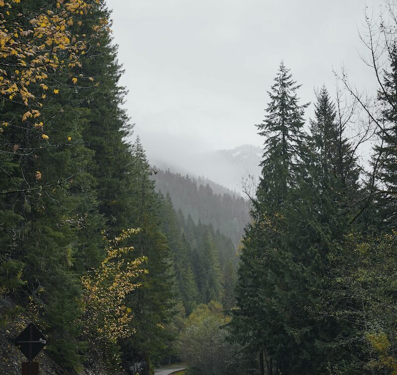 a winding road surrounded by trees in the mountains